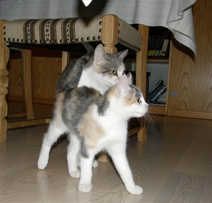 Huskat Whisky (Himmelkat) - Så fin lille mis billede 11