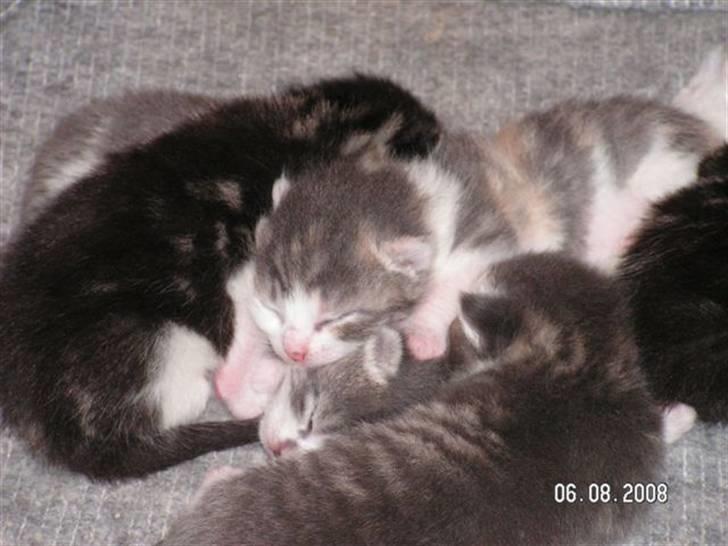 Huskat Whisky (Himmelkat) - Lille bitte baby øverst i bunken billede 12