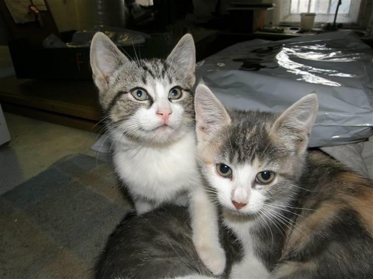 Huskat Whisky (Himmelkat) - William og Wisky billede 13