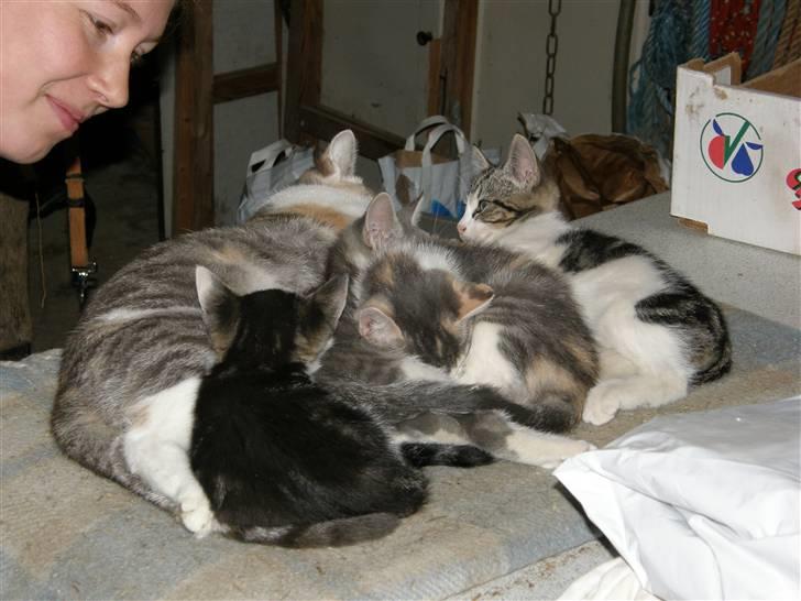 Huskat Whisky (Himmelkat) - Og så blev der lige tid til lidt familiehygge.. billede 14