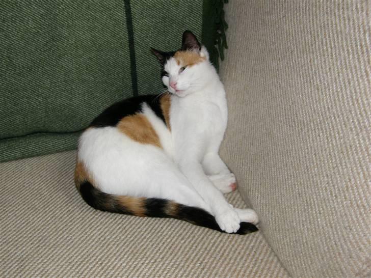 Huskat Sille (Himmelkat) billede 13