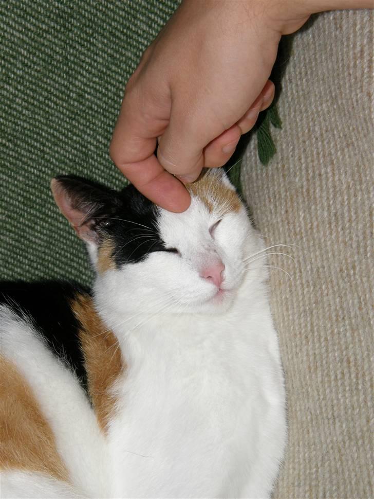 Huskat Sille (Himmelkat) billede 14