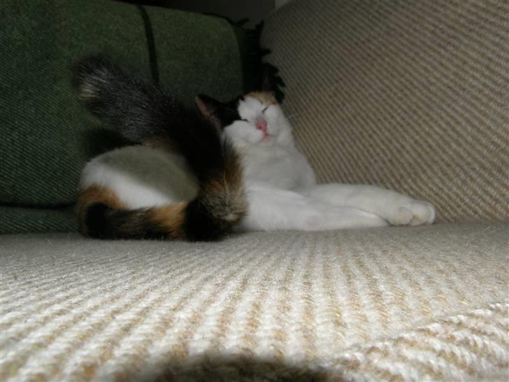 Huskat Sille (Himmelkat) billede 15