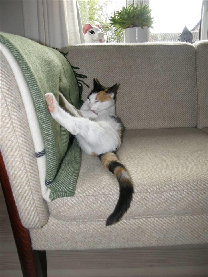 Huskat Sille (Himmelkat) billede 16