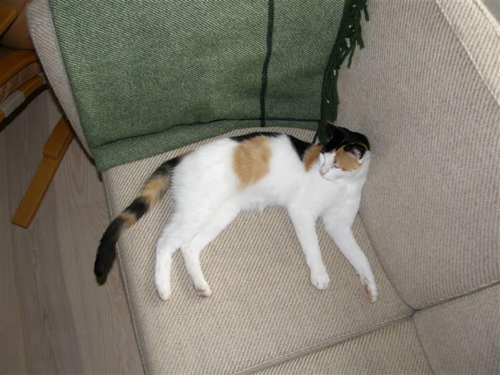 Huskat Sille (Himmelkat) billede 17