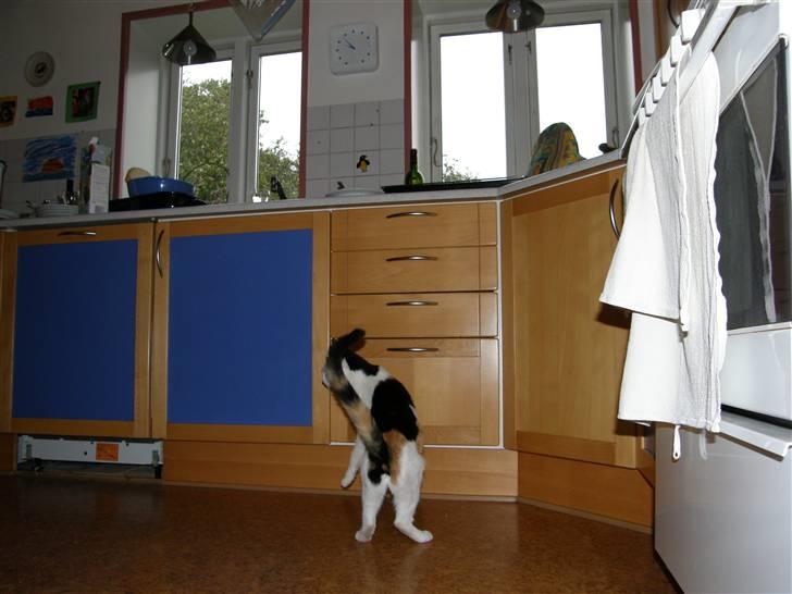 Huskat Sille (Himmelkat) billede 18