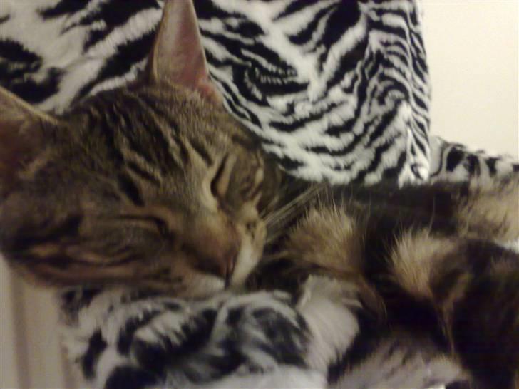 Blanding af racer Loke billede 1