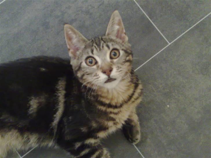 Blanding af racer Loke - Loke 5 mdr.  billede 2