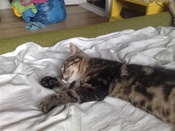 Blanding af racer Loke billede 4