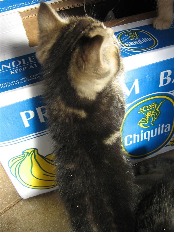 Blanding af racer Loke - dette billede er fra da han var killing billede 5