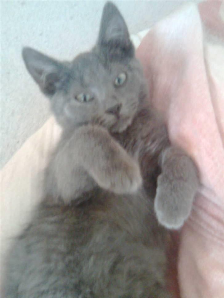 Huskat Baby R.I.P billede 3