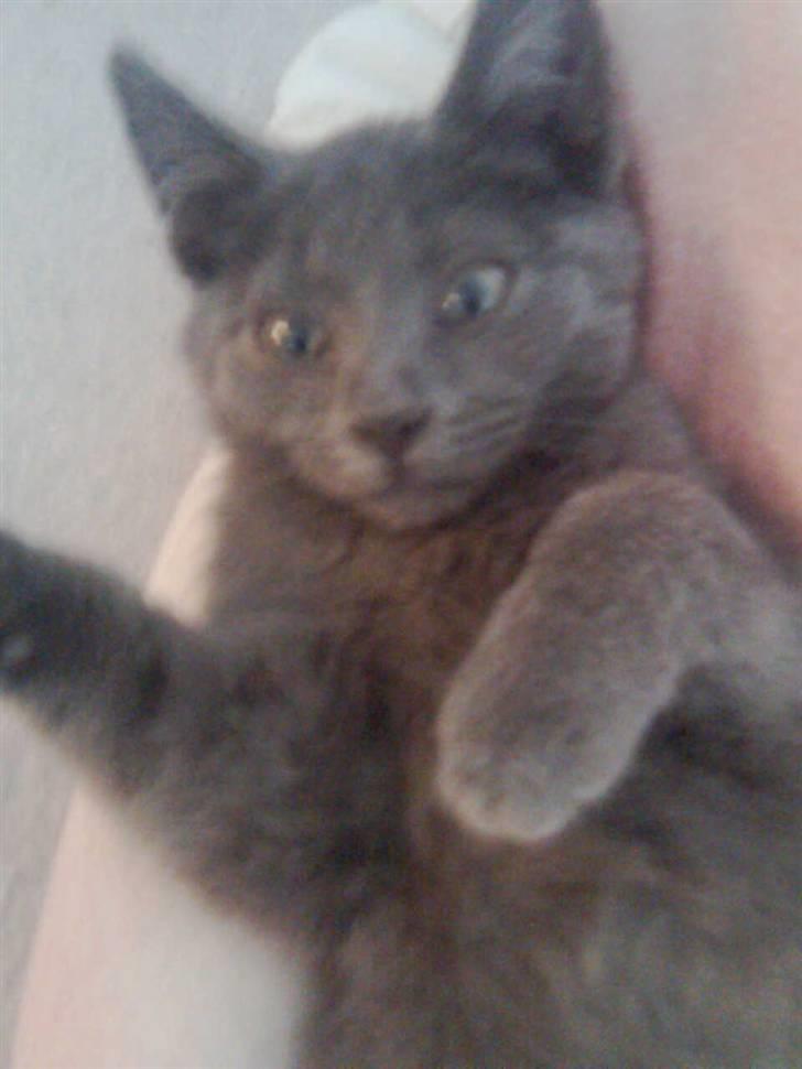 Huskat Baby R.I.P billede 4