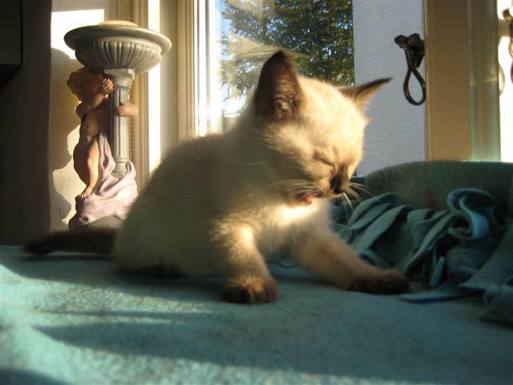 Siameser Victoria af Hessgade - gaaaab billede 1