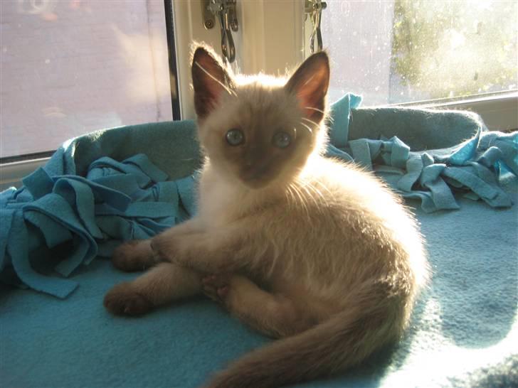 Siameser Victoria af Hessgade - Er jeg da ikke yndig? billede 2