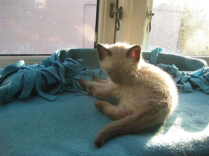 Siameser Victoria af Hessgade - Victoria af Hessgade billede 3