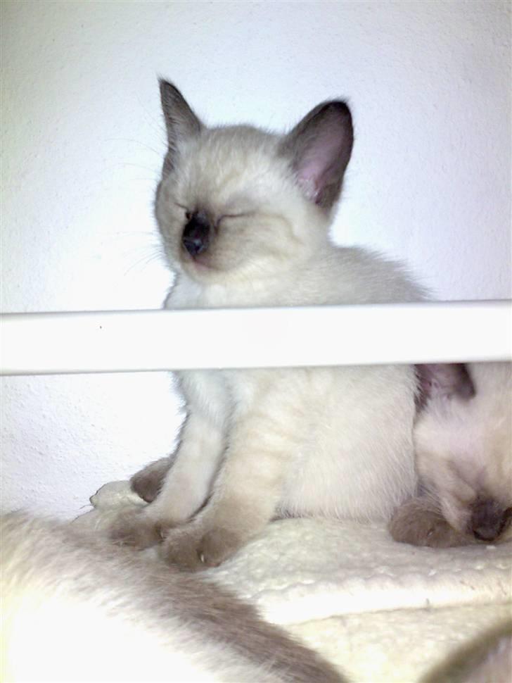 Siameser Victoria af Hessgade - Jeg kan sidde op og sove :) billede 4