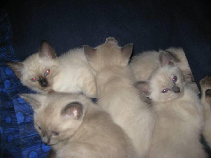 Siameser Victoria af Hessgade - Victoria og hendes søskende billede 5