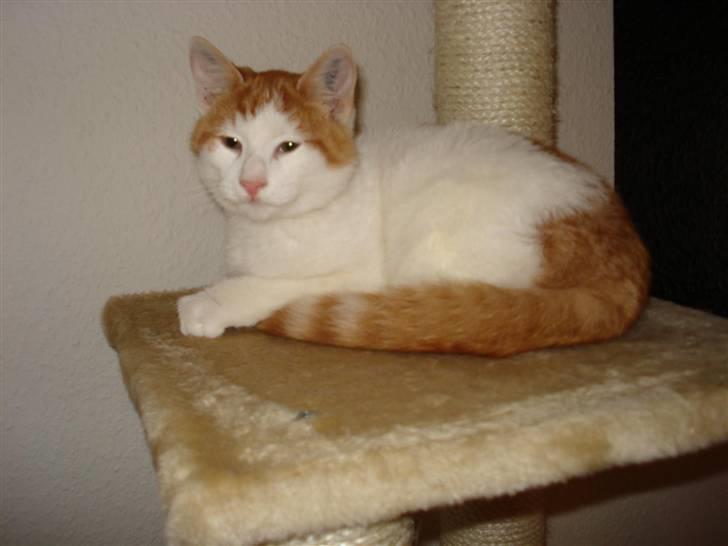 Blanding af racer Buller (ikke hos os mere) billede 1