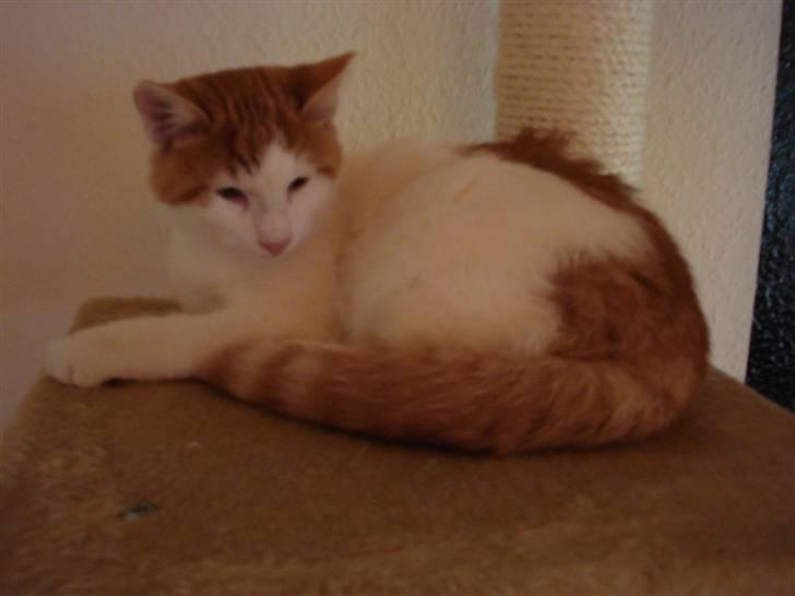 Blanding af racer Buller (ikke hos os mere) billede 2