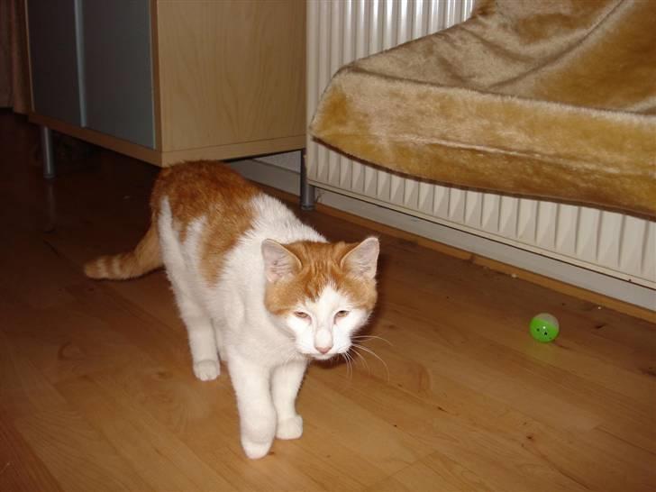 Blanding af racer Buller (ikke hos os mere) billede 3