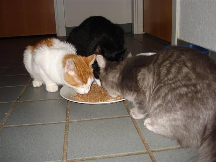 Blanding af racer Buller (ikke hos os mere) billede 4