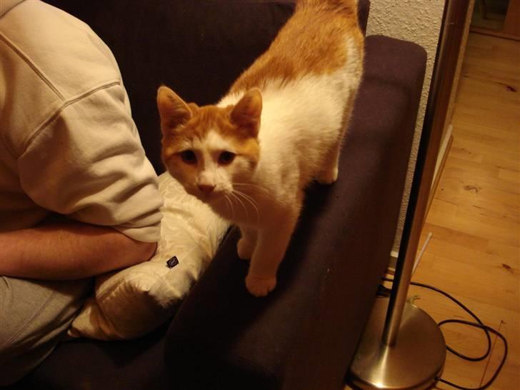 Blanding af racer Buller (ikke hos os mere) billede 5