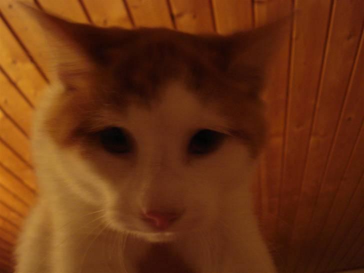 Blanding af racer Buller (ikke hos os mere) billede 6