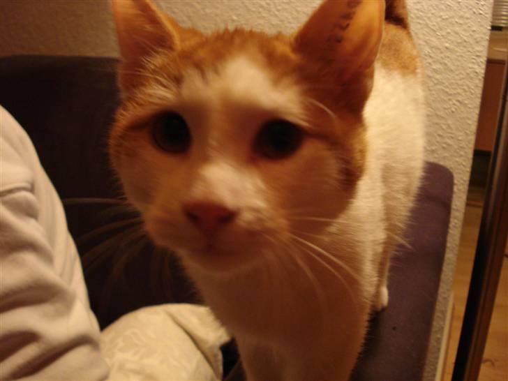 Blanding af racer Buller (ikke hos os mere) billede 7