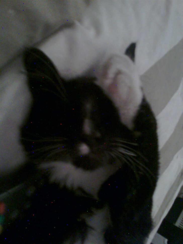 Blanding af racer Charlie billede 9