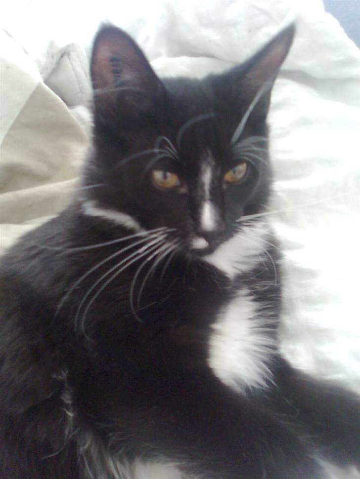 Blanding af racer Charlie billede 10