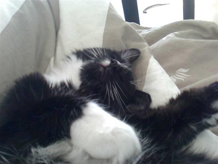 Blanding af racer Charlie billede 11