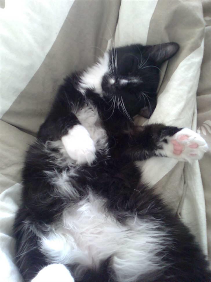 Blanding af racer Charlie billede 12