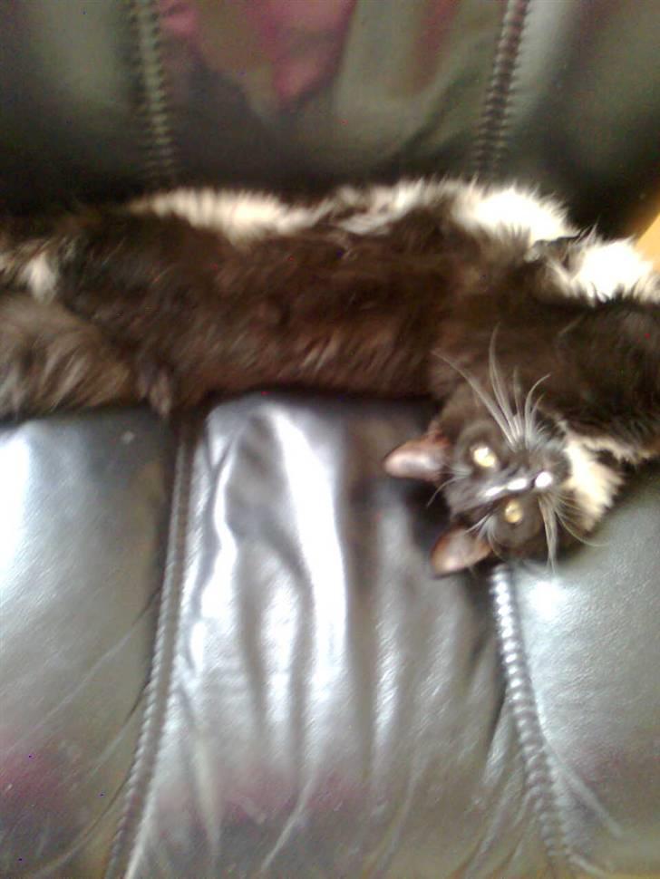 Blanding af racer Charlie billede 13