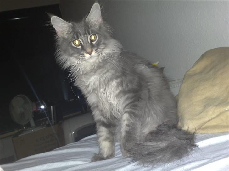 Maine Coon Gigolo Maximus - Er jeg dog ikke en smuk killing ? billede 1