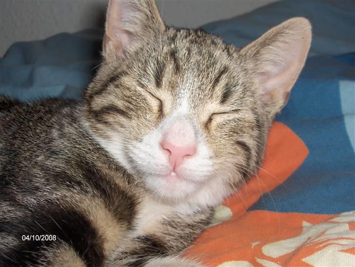 Blanding af racer tiger billede 1