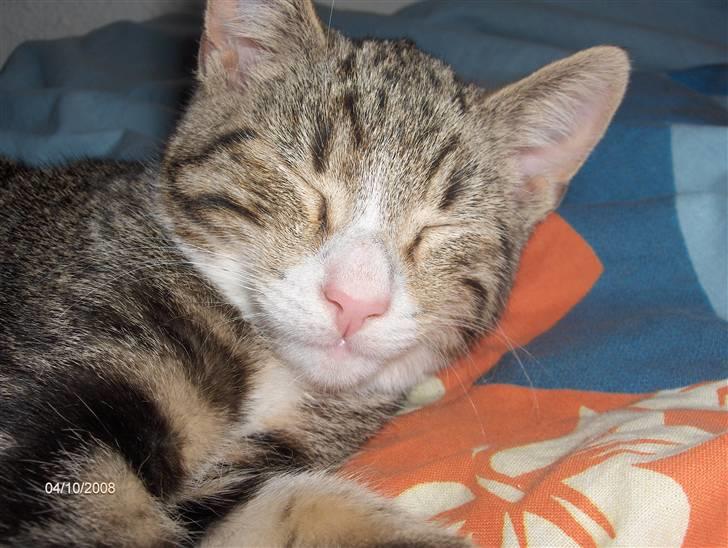 Blanding af racer tiger billede 2