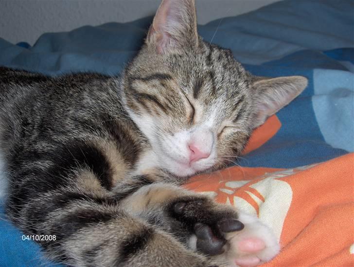 Blanding af racer tiger billede 3