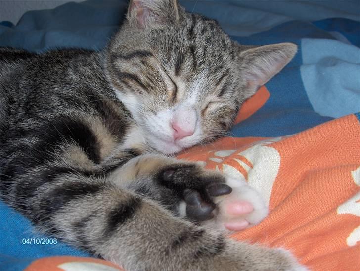 Blanding af racer tiger billede 4