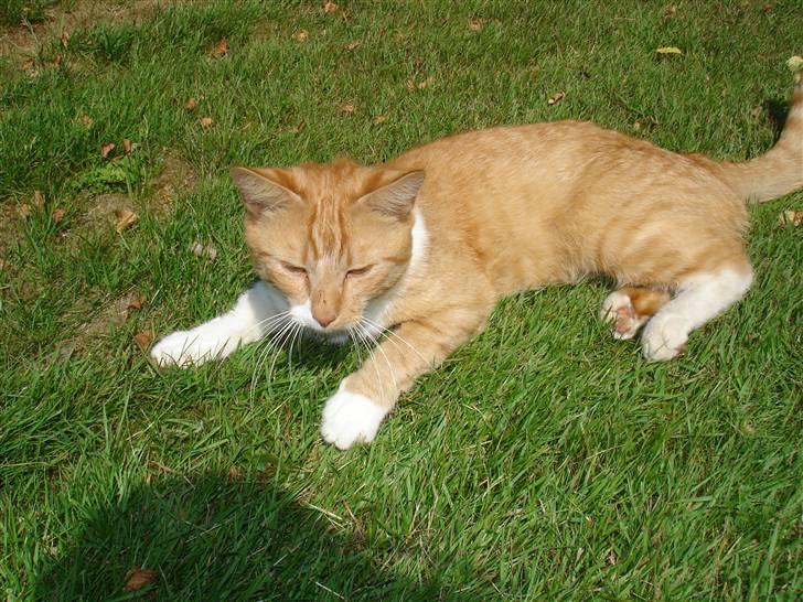 Blanding af racer Gonzo billede 15