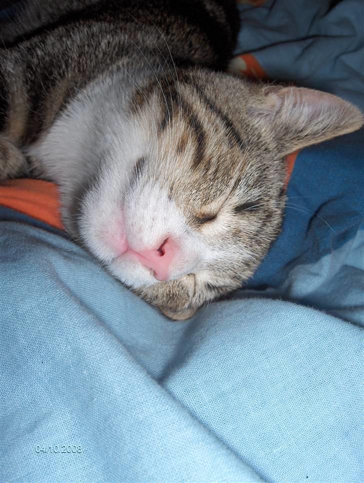 Blanding af racer tiger billede 6