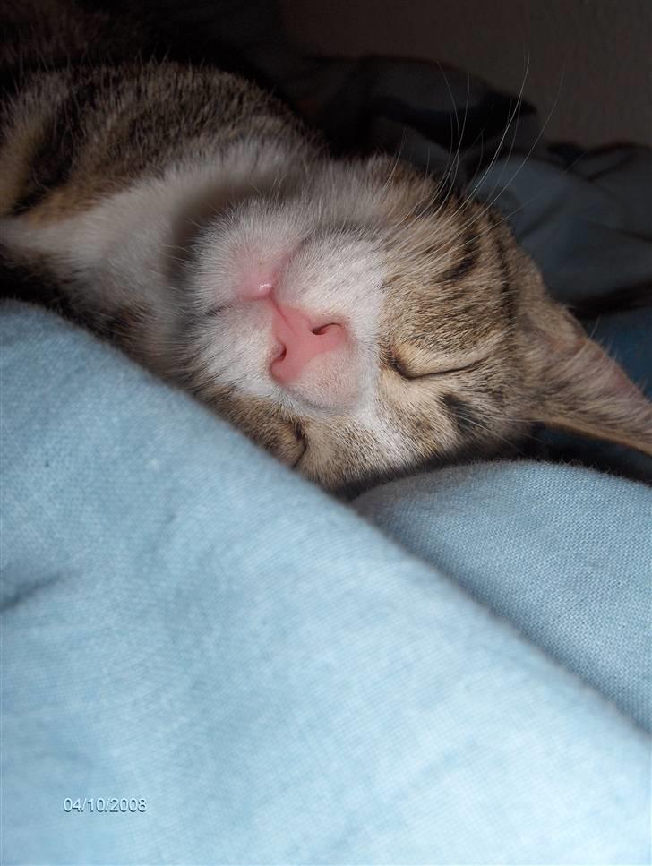 Blanding af racer tiger billede 7