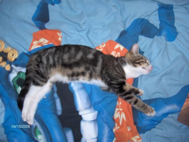 Blanding af racer tiger billede 8