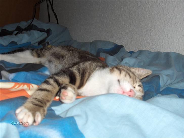 Blanding af racer tiger billede 9