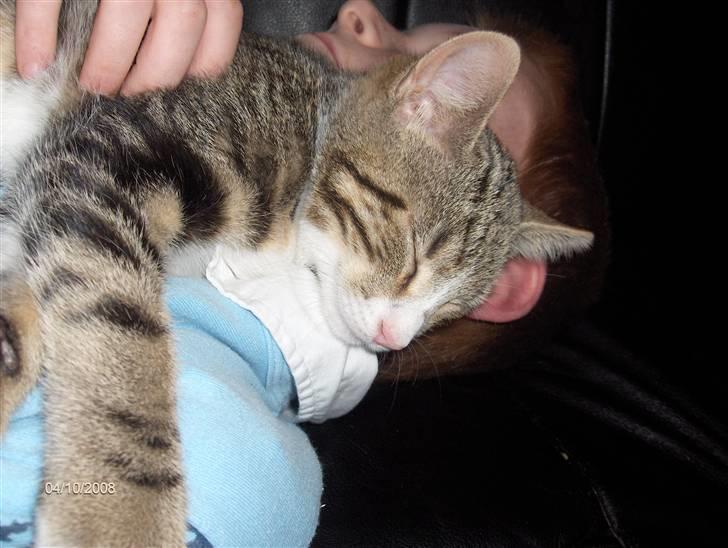 Blanding af racer tiger billede 10