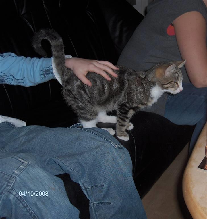 Blanding af racer tiger billede 11