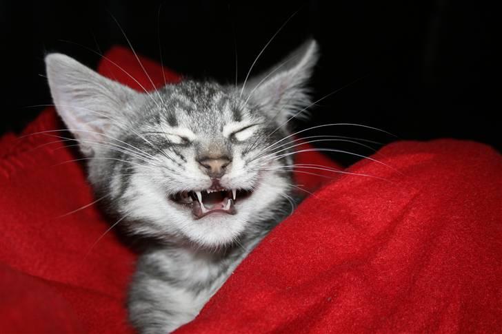 Blanding af racer Pjuske - Jeg er en farlig lille tigermis billede 6