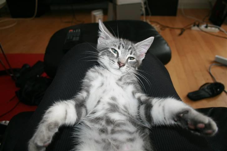 Blanding af racer Pjuske - Give me a BIIIG hug ! ;) billede 7