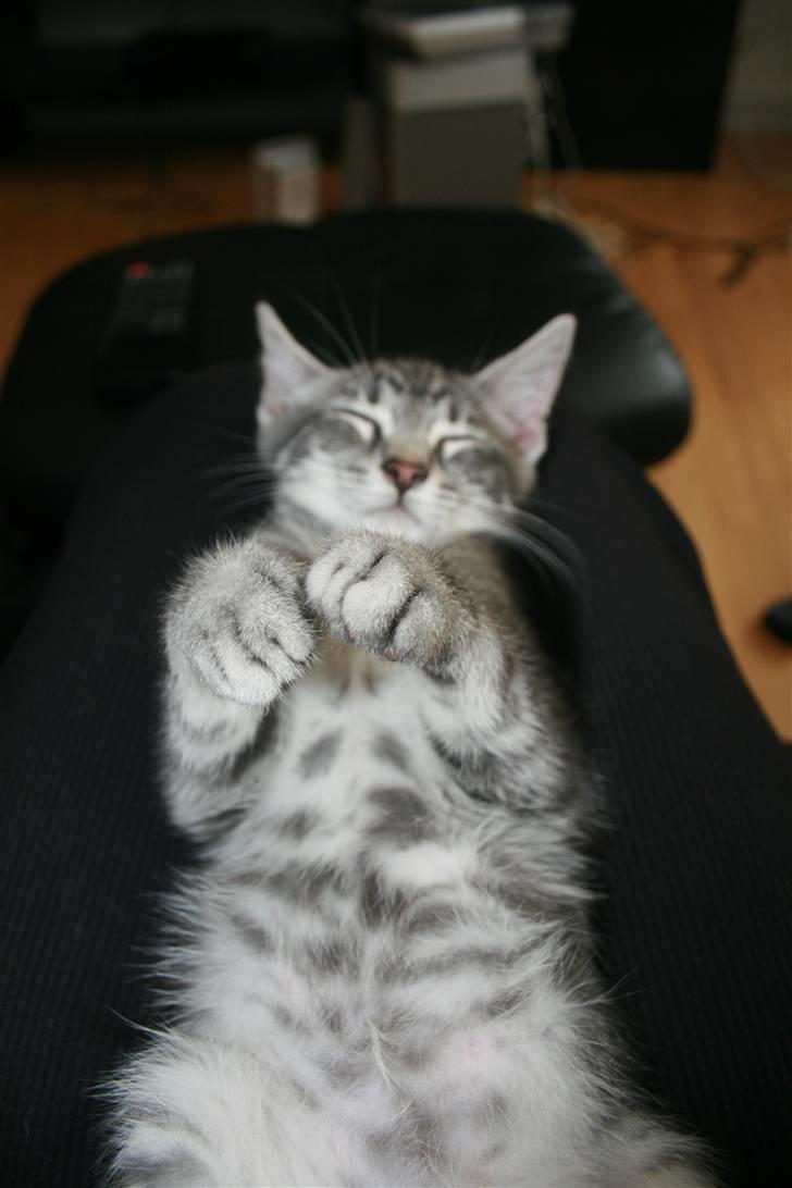 Blanding af racer Pjuske billede 8