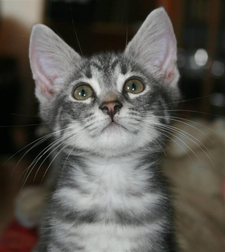 Blanding af racer Pjuske billede 9