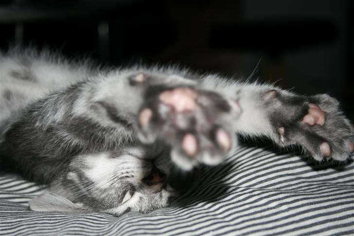 Blanding af racer Pjuske - Jeg er SÅÅÅ stor ! billede 10